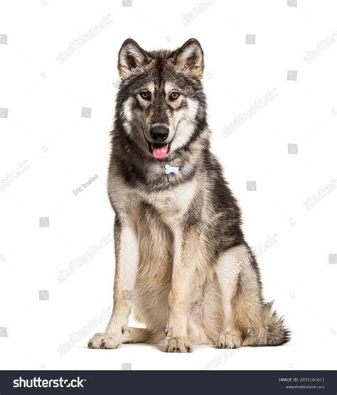 18,706 Wolf Sitting Images, Stock Photos & Vectors | Shutterstock