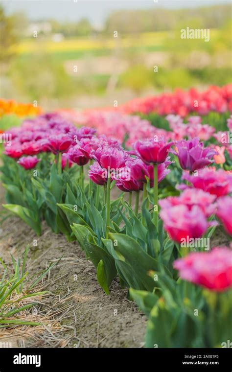 tulips field agriculture holland Stock Photo - Alamy