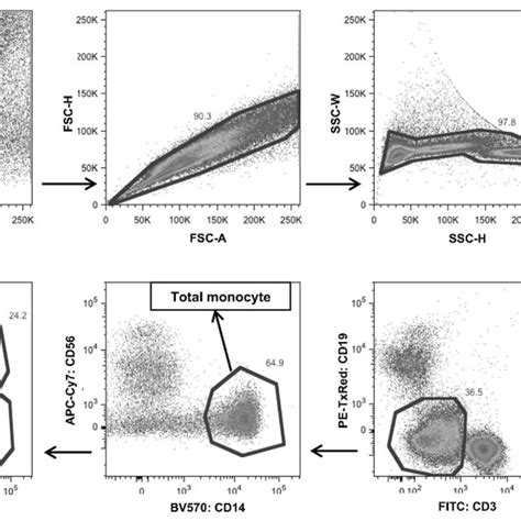 Representative Flow Cytometric Gating Strategy Of Monocytes From