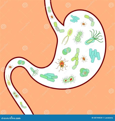 Gut microbiome stock illustration. Illustration of microbial - 68744630