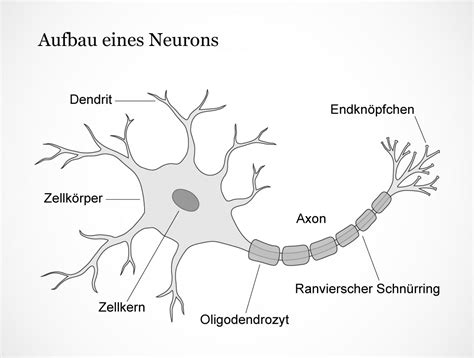 Mediathek Bild Aufbau Eines Neurons