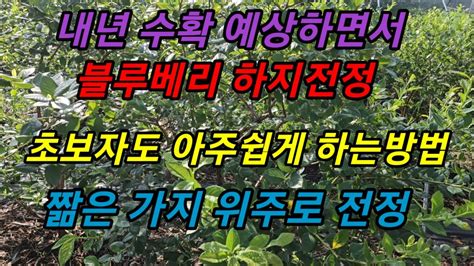 블루베리 하지전정 초보자도 쉽게 하는방법 메도우락 전문농장육성 메도우락 묘목판매010 8895 4161 Youtube