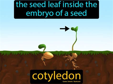 Cotyledon - Seed Leaf Inside Embryo