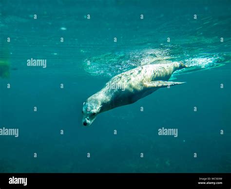 California Sea Lion Zalophus Californianus Diving Underwater Stock