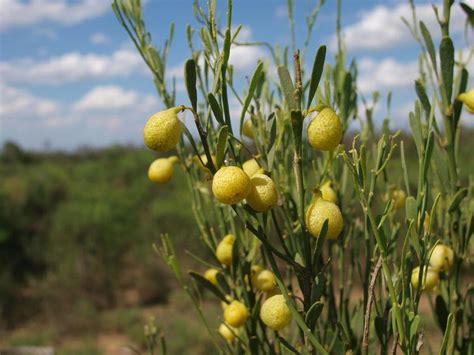 Citrus Glauca Alchetron The Free Social Encyclopedia