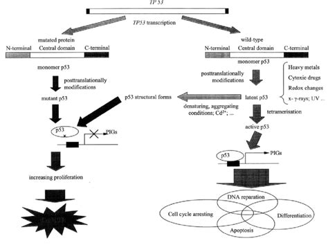 Simplified Scheme Of Protein P53 Function Download Scientific Diagram