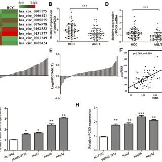 Circpcnx Promotes Hcc Cell Viability Via Mir A And B Relative