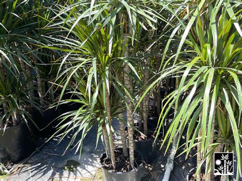 Dracaena Marginata Costa Rica Cane Company