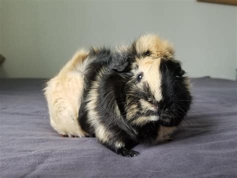 Reeses, Reeses pieces, pieces, peanut butter 🧡 : r/guineapigs