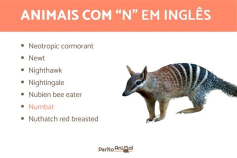 Animal Com Letra N - 40 Animais com a letra N em português, inglês e espanhol