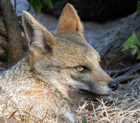 Links Naked Capitalism