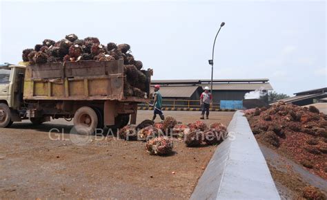 GlobalPlanetNews Badan Pengelola Dana Perkebunan Sawit Kucurkan