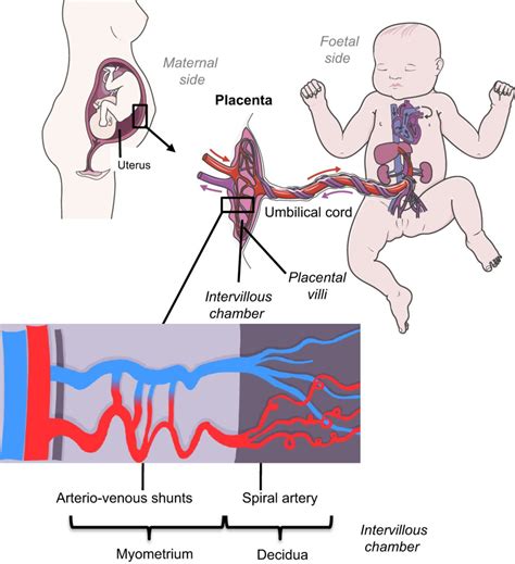 schéma placenta et foetus