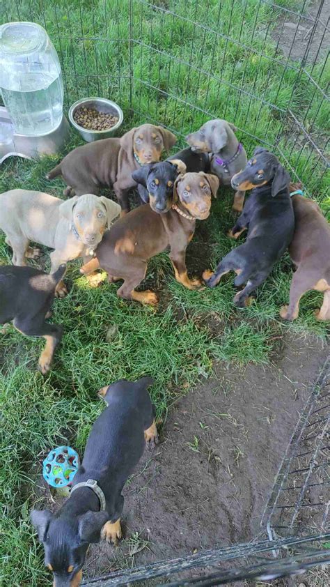 Suzanne Cipria Doberman Pinscher Puppies For Sale In Rockford Il