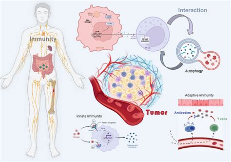 Frontiers Crosstalk Between Cgas Sting Pathway And Autophagy In