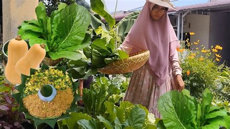 Panen Sayur Dan Buah Segar Di Kebun Hasil Tanam Sendiri Bahagianya