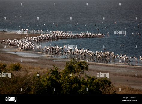 A Big Flock Of Migratory Birds Flamingo In Rann Of Kutch Gujarat