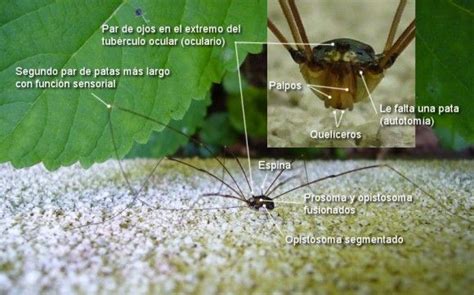 Los opiliones son un grupo de artrópodos pertenecientes al orden Opiliones y los arácnidos más ...