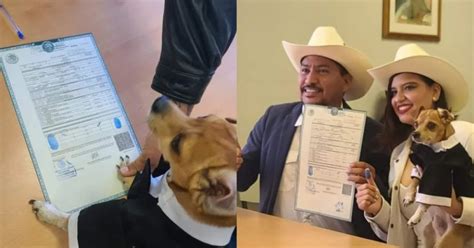 ¡emotivo Perrito Se Vuelve Viral Por Firmar Como Testigo En La Boda De Sus Dueños