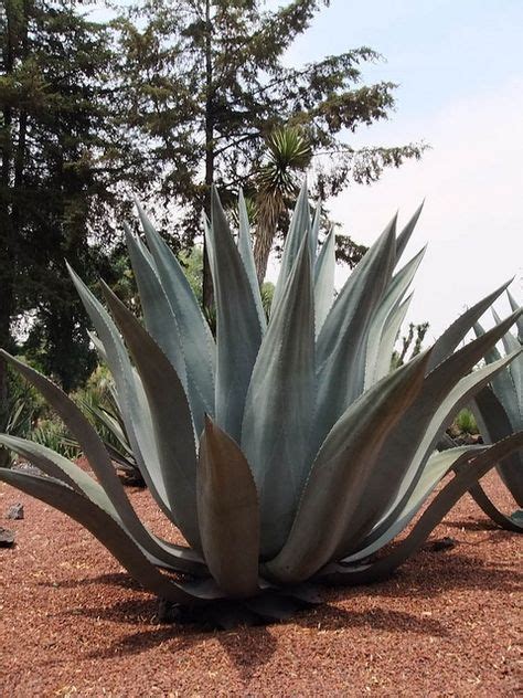 Maguey Agave Salmiana Semillas Del Mundo