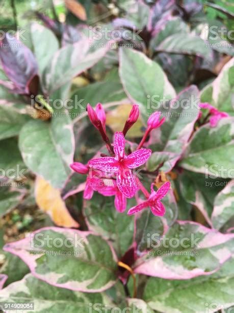 Tanaman Atropurpureum Pseuderanthemum Hijau Di Kebun Alam Foto Stok