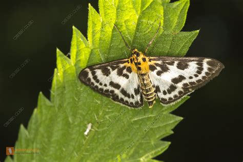 Brennnesselz Nsler Anania Hortulata Bild Bestellen Naturbilder Bei