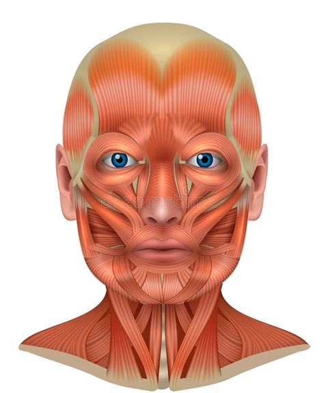 Le Cou Muscles T Te Sternal Et T Te Clavicular Le Muscle D Anatomie