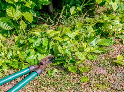 Hawthorn Pruning Info: When And How To Prune A Hawthorn Tree ...