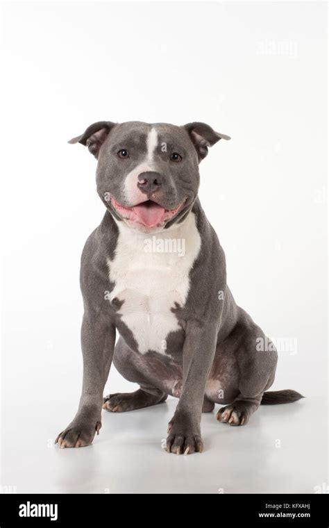 Dog - Staffordshire Bull Terrier sitting Stock Photo - Alamy