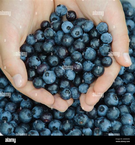 Hand Mit Blaubeeren Heidelbeeren Stock Photo Alamy