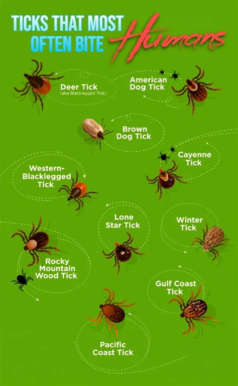 6 Effective Ways To Keep Ticks Out Of Your Yard That Wont Damage The