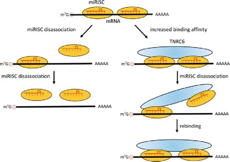 4 Model Of Mirna Cooperativity With Or Without Tnrc6 Participation Download Scientific Diagram