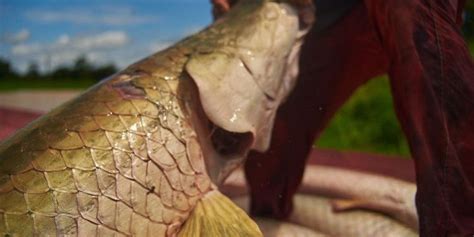 Nova edição de Feira do Pirarucu terá 6 toneladas de pescado para