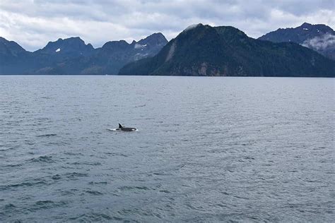 Ultimate Guide to Planning a Resurrection Bay Cruise - Seward, Alaska