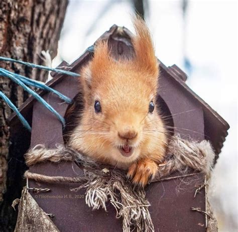 Pin Von Doug T Auf Squirrels Niedliche Eichhörnchen Eichhörnchen