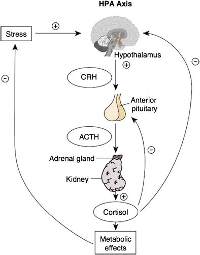 Hpa Axis Pathway