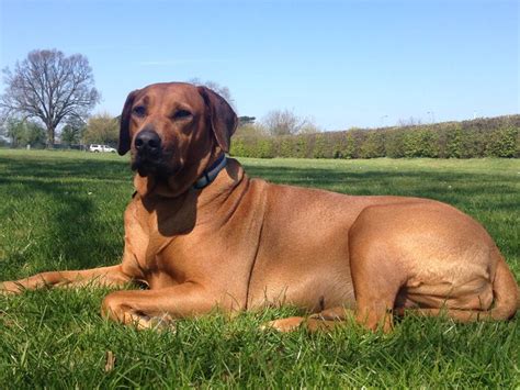 Pin De Nicola Lennard Em Rhodesian Ridgeback