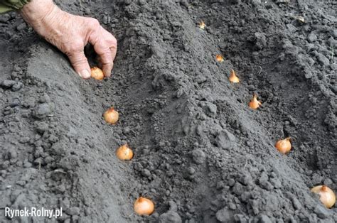 Sadzenie Cebuli Zdj Cie Jak I Kiedy Sadzi Cebul Zasady Uprawy