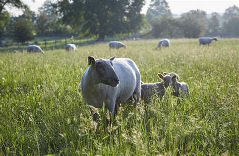 Les moutons vendéens de la ferme Brin de Laine Brin de Paille