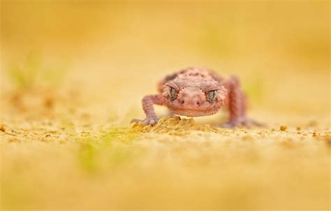 Wallpaper Lizard Gecko Lizard Gecko Milan Zygmunt Images For