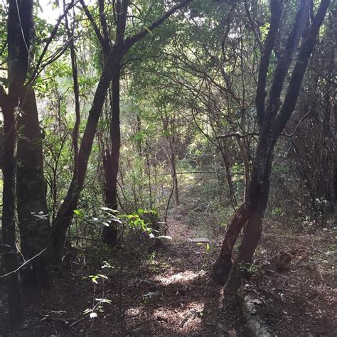 A Path In The Woods With Lots Of Trees