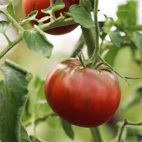 Plant Tomate Noire De Crim E U Le Jardin Des Planchelles Locavor Fr