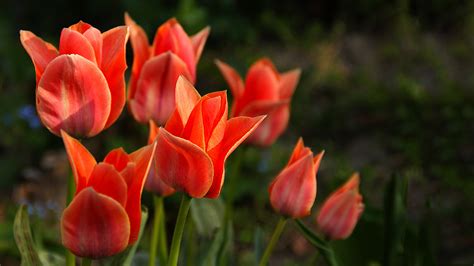 Tulpen Hintergrundbild Kostenlos