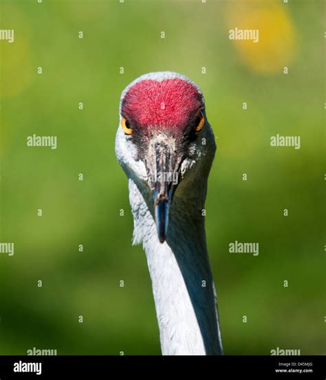 Sandhill Crane Grus Canadensis Portrait Stock Photo Alamy