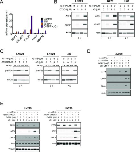 The Combination Treatment Of BET Inhibitors And Gamitrinib Elicits