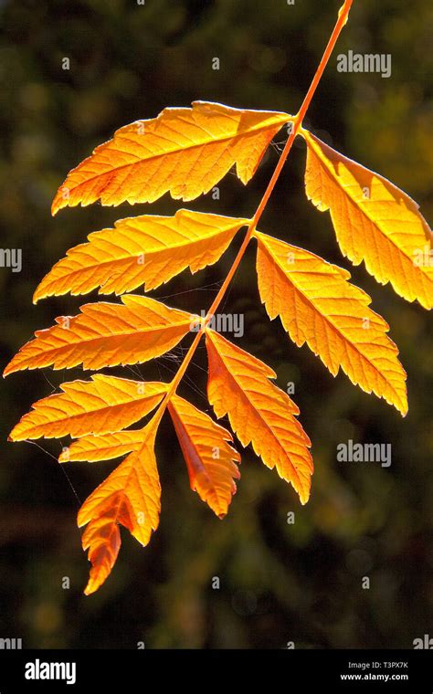 Golden Rain Tree Hi Res Stock Photography And Images Alamy