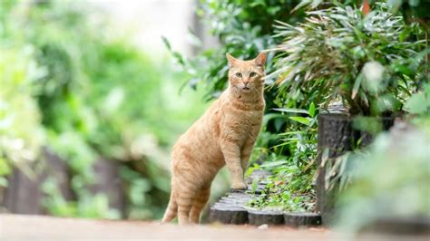 画像 愛猫を失った男性の｢ネコは外が幸せ｣という誤解 ｢快適な縄張り｣さえあれば室内でも十分に満足 動物・植物 東洋経済オンライン