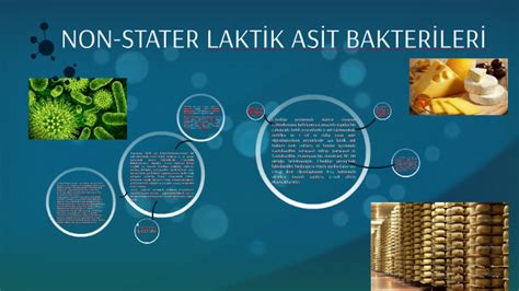 NON STATER LAKTİK ASİT BAKTERİLERİ by Aslı Köksal on Prezi