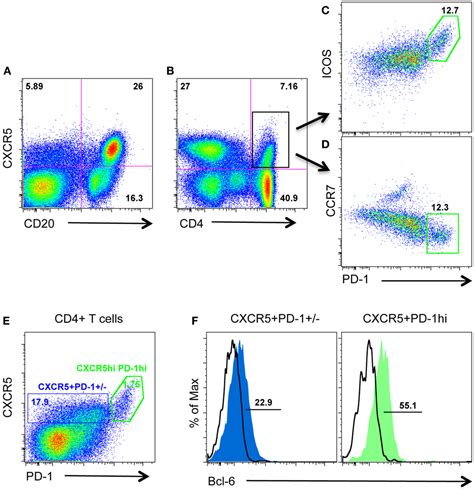 Frontiers Pd High Follicular Cd T Helper Cell Subsets Residing In