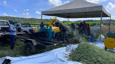 Empaer Ensina A Produzir Silagem De Capim Capia U Para O Gado Leiteiro